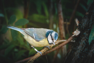 Blue Tits Feeding and Perching Among Woodland Branches at Hauxley Nature Reserve in Northumberland © Neil_Benison_Photos