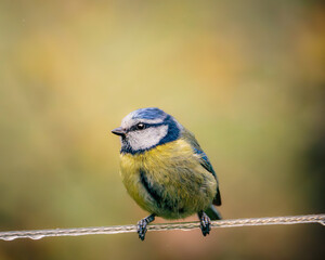 Blue Tits Feeding and Perching Among Woodland Branches at Hauxley Nature Reserve in Northumberland © Neil_Benison_Photos