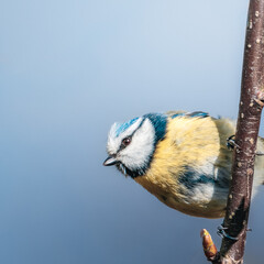 Blue Tits Feeding and Perching Among Woodland Branches at Hauxley Nature Reserve in Northumberland © Neil_Benison_Photos