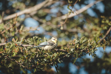 Blue Tits Feeding and Perching Among Woodland Branches at Hauxley Nature Reserve in Northumberland © Neil_Benison_Photos