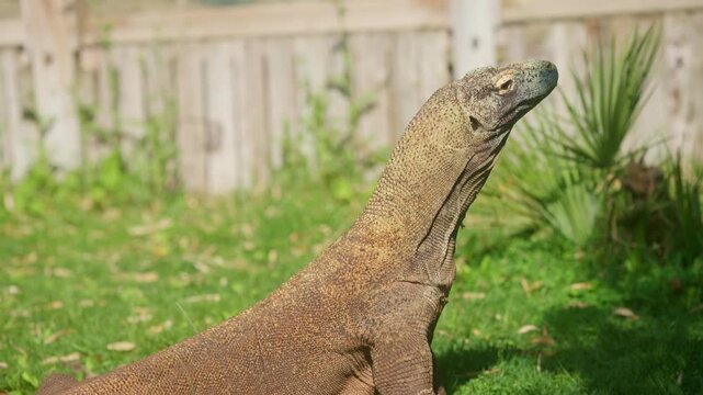 Gigantic Komodo dragon lizard raising its head