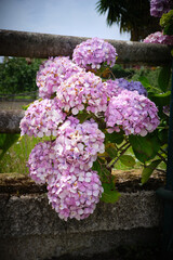 Obraz premium Flores de Hortensias en el campo en Asturias