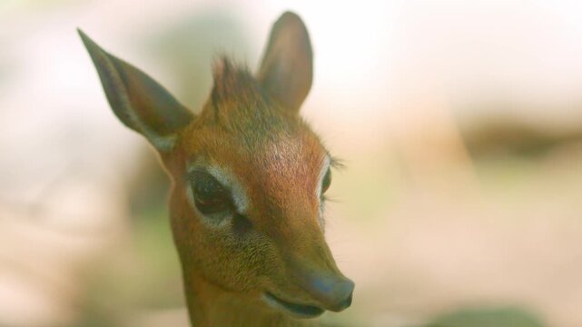 Tiny Kirk's dik dik antelope looking around
