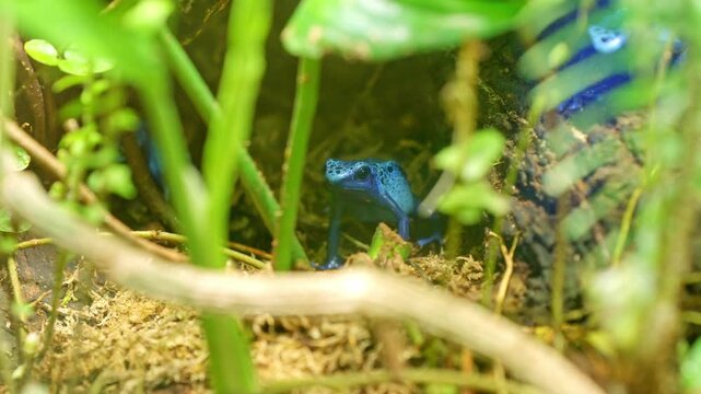 Blue poison dart frog standing still in a green jungle habitat