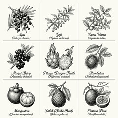Fototapeta premium Hand-drawn illustrations of Exotic tropical berries and fruits — acai, goji, camu camu, maqui, pitahaya, rambutan, mangosteen, salak, passion fruit.
