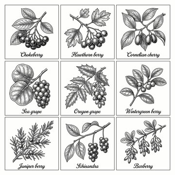  Hand-drawn illustrations of  Berries with twigs and leaves &mdash; aronia (black chokeberry), hawthorn, cornelian cherry, sea grape, Oregon grape, pipsissewa, juniper, schisandra, barberry.