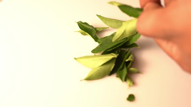 Curry Leaves Plant Featuring Fresh Green Curry Patta, Aromatic Herb, Indian Culinary Ingredient, Ayurvedic Plant, and Natural Garden