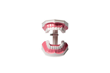 Dental Jaw Model with Teeth on Black Background, Dentistry Education Tool PNG © Elder Stidio