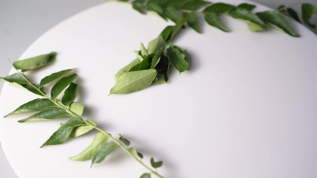 Curry Leaves Plant Featuring Fresh Green Curry Patta, Aromatic Herb, Indian Culinary Ingredient, Ayurvedic Plant, and Natural Garden
