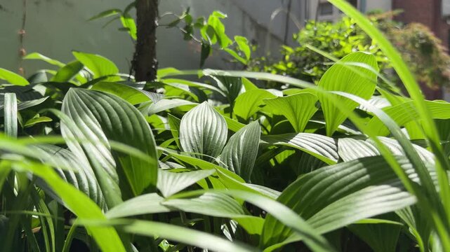 Detailed Close Up of Large Green Hosta Leaves Soaking up Strong Summer Sunshine, Organic Leaf Texture Pattern