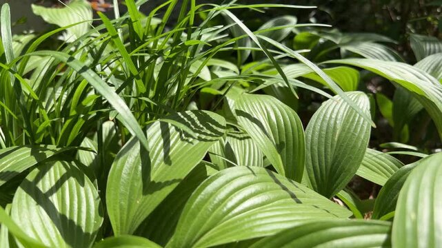 Mixed Garden Foliage with Slender Grass Blades and Broad Hosta Leaves Under Dynamic Natural Sunlight