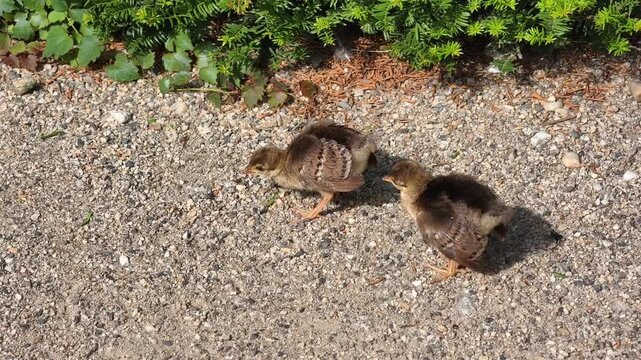 Two Young Peachicks Exploring Sunlit Ground 4K Wildlife Video