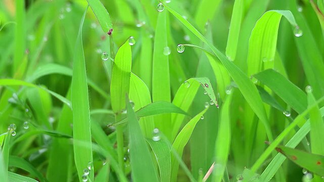 Mystical morning view of water droplets exuding from a poaceae grass plant, 4K