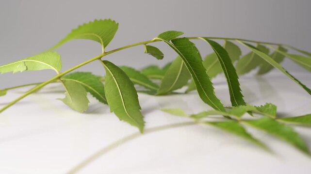 Neem Tree with Fresh Green Leaves, Medicinal Plant, Ayurvedic Herb, Natural Landscape, Tropical Environment, and Indian Botanical Heritage