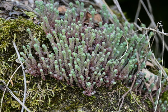 Close up of cladonia lichen growing on green moss in spring forest, macro wild nature detail on rough stone or wooden texture landscape background