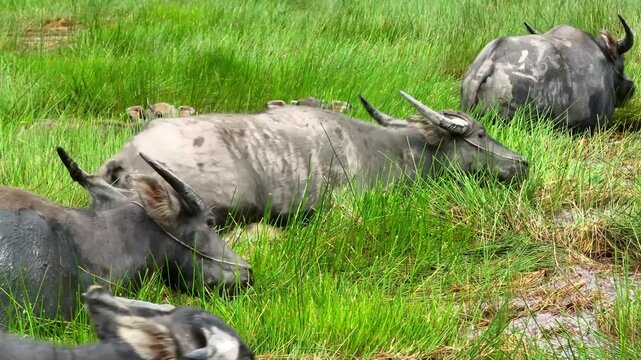 Asian water buffalo herd grazing in green wetland field in rural Vietnam