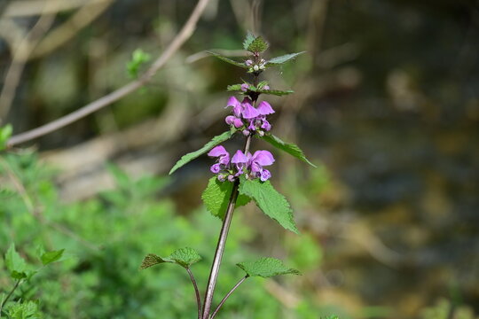 Purple dead-nettle flower blooming against a blurred forest background