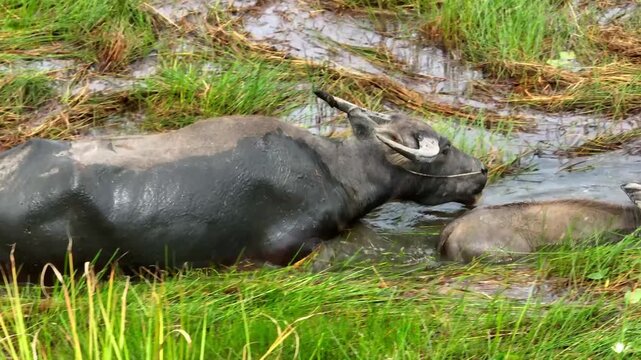 Close up of Asian water buffalo grazing in wet grassland of rural Vietnam