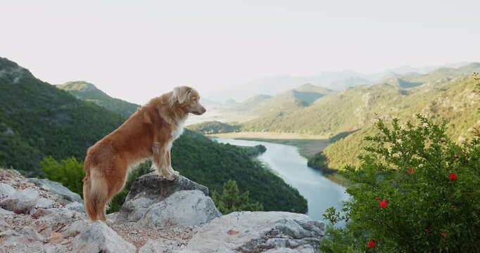 A Nova Scotia Duck Tolling Retriever explores a rocky overlook above Skadar Lake in Montenegro. Scenic travel footage highlighting hiking, nature, and mountain adventure.