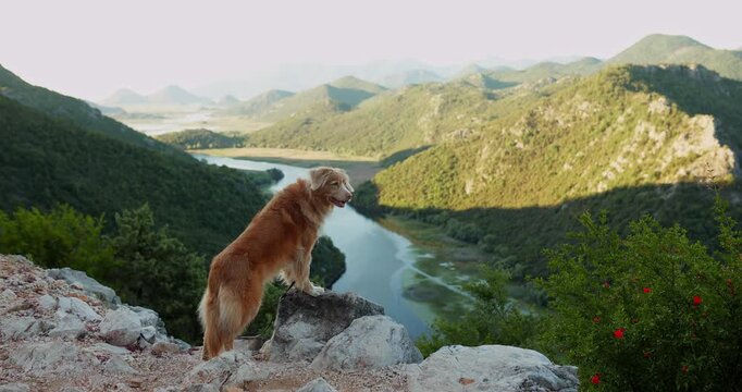 A Nova Scotia Duck Tolling Retriever stands on a rocky viewpoint overlooking the dramatic Skadar Lake valley in Montenegro. Cinematic outdoor footage featuring hiking, scenery.