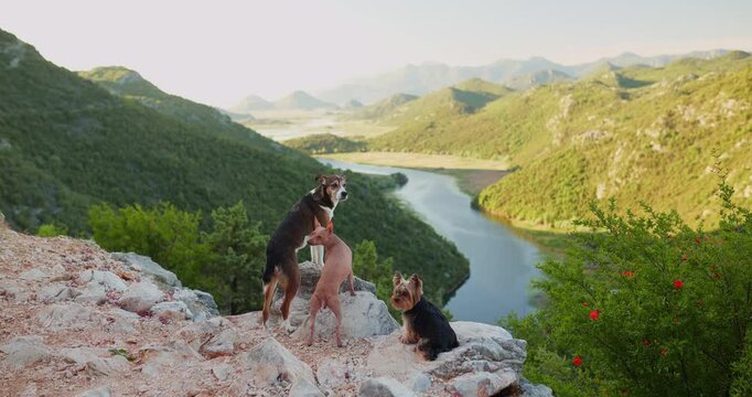 A Yorkshire Terrier, American Hairless Terrier and a mixed breed dog enjoy a dramatic mountain overlook above Skadar Lake. Cinematic travel footage featuring hiking