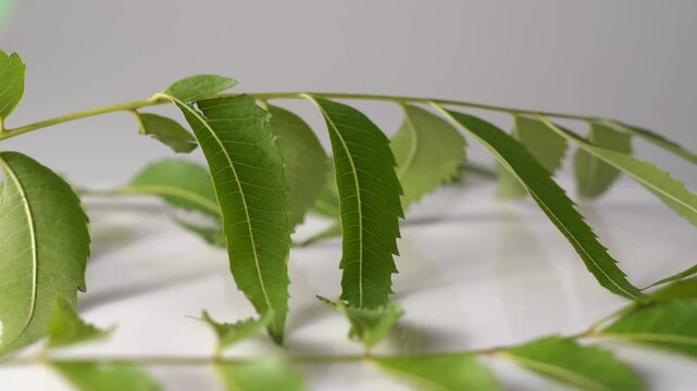 Neem Tree with Fresh Green Leaves, Medicinal Plant, Ayurvedic Herb, Natural Landscape, Tropical Environment, and Indian Botanical Heritage