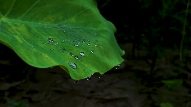 Macro shot of dew drops glistening on a vibrant green taro leaf
