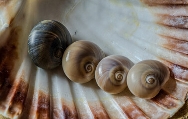 Still life of shells and artifacts shaped and returned by the sea © serfeo