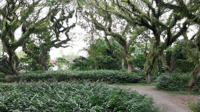 a lush green forest of ancient, moss-covered rain trees with spreading canopies, resembling a mystical fairytale woodland in Indonesia