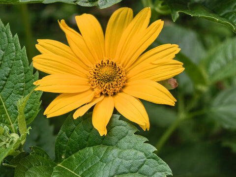 Yellow False Sunflower Heliopsis Bloom Close Up in Summer Garden