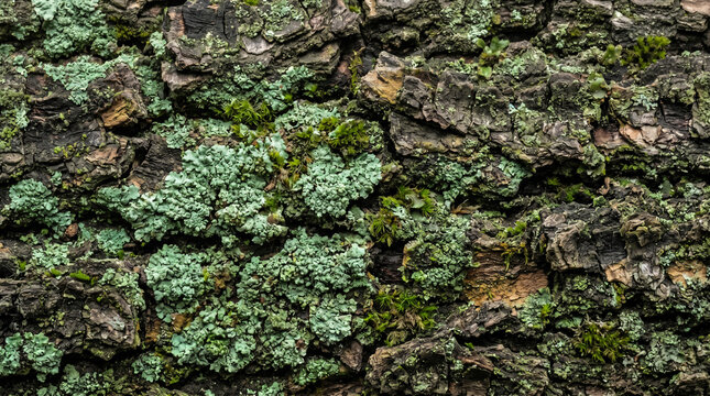Natural tree bark texture with green moss and pale lichen. Rugged weathered grey wooden trunk surface, organic forest oak board pattern for eco friendly design background
