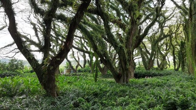 a lush green forest of ancient, moss-covered rain trees with spreading canopies, resembling a mystical fairytale woodland in Indonesia
