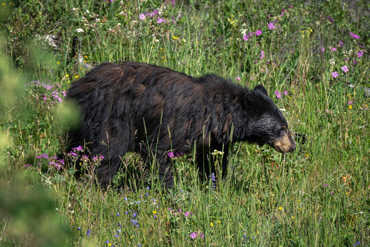 Black Bear Yellowstone