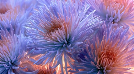 Obraz premium Closeup of vibrant purple and orange chrysanthemum flowers in full bloom