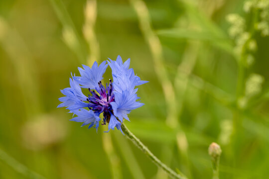 Blue cornflower blooming in summer meadow