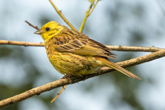Yellowhammer Sits On A Tree