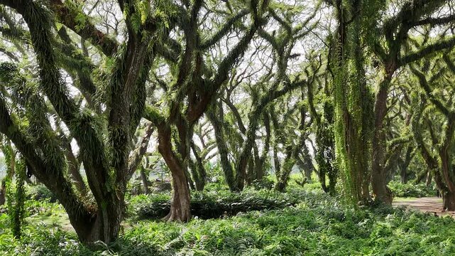 a lush green forest of ancient, moss-covered rain trees with spreading canopies, resembling a mystical fairytale woodland in Indonesia
