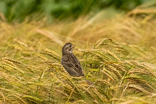 Corn Bunting Sits On Wheat