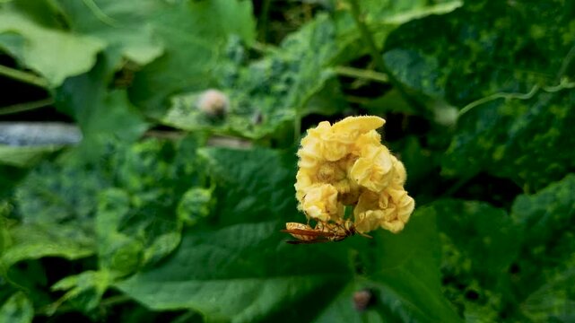 Wasp foraging on a yellow squash blossom in a lush green vegetable garden insect flower pollination