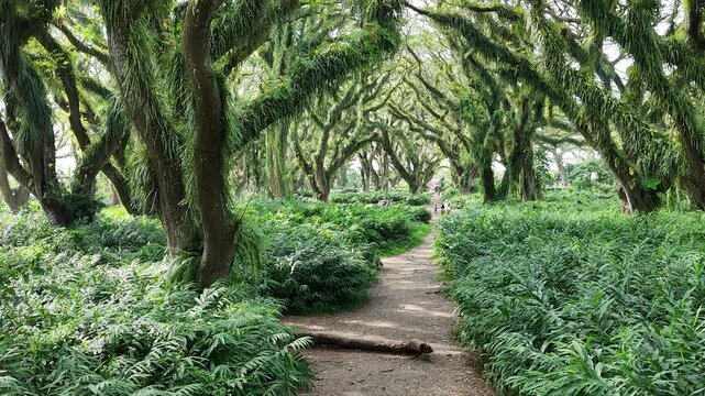 a lush green forest of ancient, moss-covered rain trees with spreading canopies, resembling a mystical fairytale woodland in Indonesia