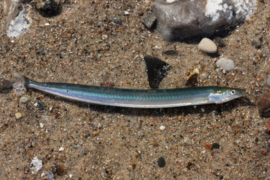 sand eel (Ammodytes tobianus)