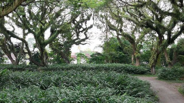 a lush green forest of ancient, moss-covered rain trees with spreading canopies, resembling a mystical fairytale woodland in Indonesia