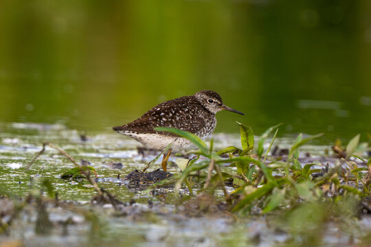 Wood Sandpiper wading in marshland water