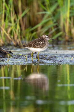 Wood Sandpiper stands in shallow water, calm marsh morning
