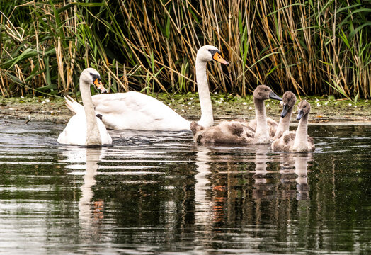Parent swans and five cygnets float on dark water