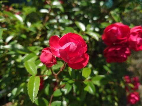 Red Rose Blooming in Sunlit Garden