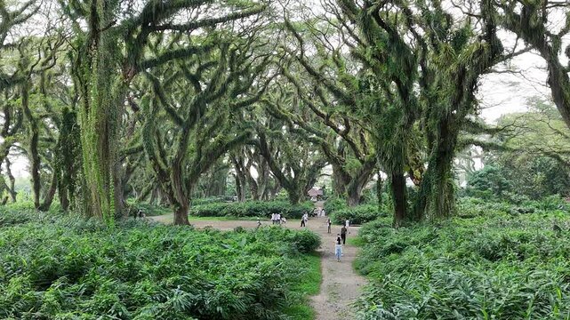 a lush green forest of ancient, moss-covered rain trees with spreading canopies, resembling a mystical fairytale woodland in Indonesia