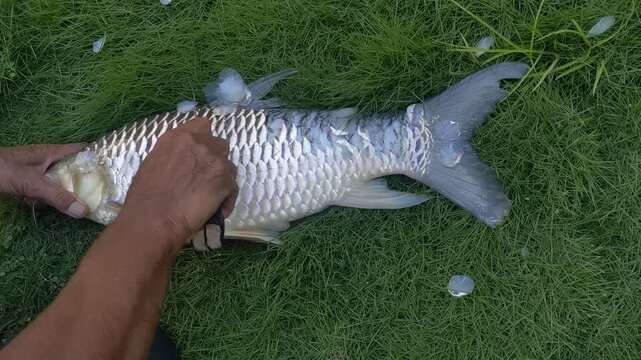 Close up of hands descaling and cleaning a freshly caught raw silver carp fish on a lush green grass background in the garden