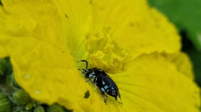 Close up of a bee collecting nectar from a bright yellow flower pollinator insect blossom pollen