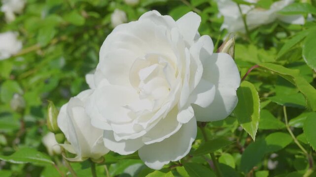 White rose flower blooming in the garden close up, A delicate white rose sways in the summer wind